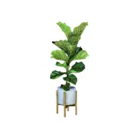 Fiddle Leaf Fig Indoor Plant name in English
