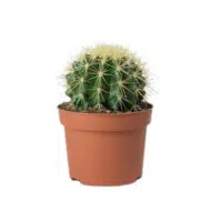 Golden Barrel Cactus Indoor Plant name in English