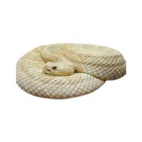 Golden Lancehead Snake name in English
