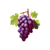 Grape | Fruits Name in English
