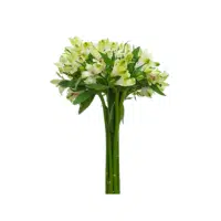 Green Alstroemeria Flower Name in English