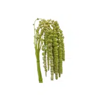 Amaranthus Green Flower Name in English