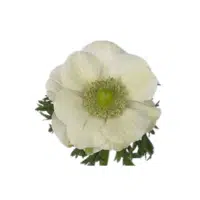 Green Anemone Flower Name in English