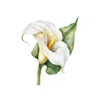 Green Calla Lily Flower Name in English