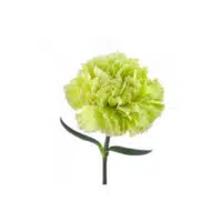 Green Carnation Name in English