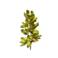 Orchid Green Flower Name in English