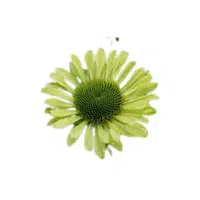 Green Coneflower Flower Name in English
