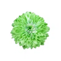 Green Dahlia Flower Name in English