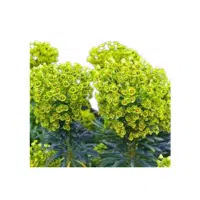 Euphorbia Flower Name in English