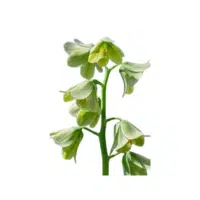 Green Fritillaria Flower Name in English