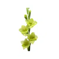 Green Gladiolus | Green Flowers Names in English