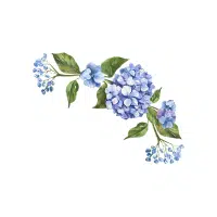 Green Hydrangea | Green Flowers Names in English