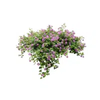 Green Ivy Flower | Green Flowers Names in English