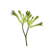 Green Kangaroo Paw | Green Flowers Names in English