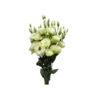 Lisianthus green flower name