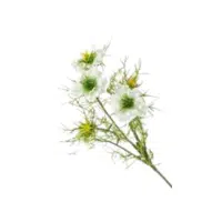 Nigella Green flower name