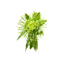 Green Pincushion Flower name in English