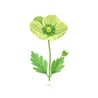 Green Poppy Flower name in English
