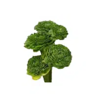 Green Ranunculus | Green Flowers Names in English