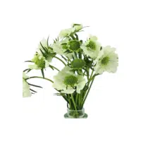 Green Scabiosa | Green Flowers Names in English
