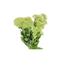 Green Sedum | Green Flowers Names in English