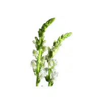 Green Snapdragon | Green Flowers Names in English