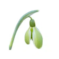 Green Snowdrop | Green Flowers Names in English