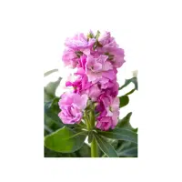 Green Stock Flower | Green Flowers Names in English