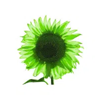 Green Sunflower | Green Flowers Names in English