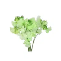 Sweet Pea | Green Flowers Names in English