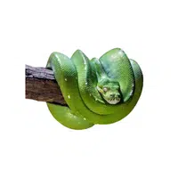 Green Tree Python Snake name in English