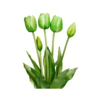 Green Tulip | Green Flowers Names in English