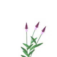 Green Veronica | Green Flowers Names in English