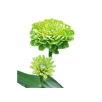 Green Zinnia | Green Flowers Names in English