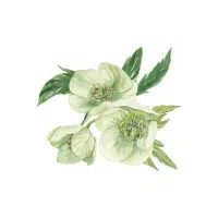 Hellebore | Green Flowers Names in English