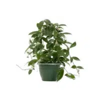 Hoya (Wax Plant) Indoor Plant name in English