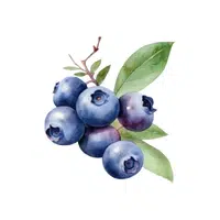 Huckleberry Fruit Name in English
