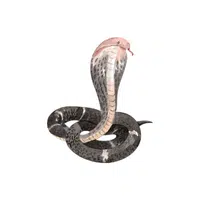 Indian Cobra Snake name in English