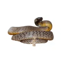 Inland Taipan (Fierce Snake) Snake name in English