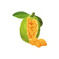 Jackfruit Fruit Name in English