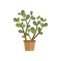 Jade Plant Indoor Plant name in English