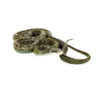 Japanese Rat Snake name in English