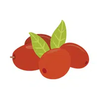 Jujube Fruit Name in English