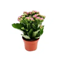 Kalanchoe Indoor Plant name in English