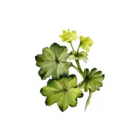 Lady’s Mantle | Green Flowers Names in English