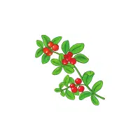 Lingonberry Red fruit Name in English