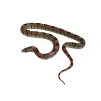 Long-nosed Snake | Snakes names in English