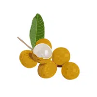 Longan Fruit Name in English