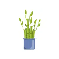 Lucky Bamboo Indoor Plant name in English