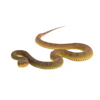 Mangrove Pit Viper | Snakes names in English